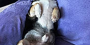 Ryan joined the competition — help win amazing prizes! dog, pet, lying_down, purple_blanket, indoor, relaxed, canine, fur, paw, cute, companion, animal, resting, snout, ears, black_and_white, brown, wood_paneling, couch, domestic