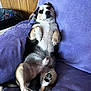 dog, pet, lying_down, purple_blanket, indoor, relaxed, canine, fur, paw, cute, companion, animal, resting, snout, ears, black_and_white, brown, wood_paneling, couch, domestic