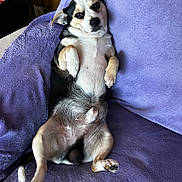 Ryan joined the competition — help win amazing prizes! dog, pet, couch, purple_blanket, relaxed, lying_down, paw, fur, indoor, animal, canine, comfortable, resting, looking_at_camera, white_fur, black_fur, tan_fur, tail, snout, ears