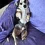 Ryan joined the competition — help win amazing prizes! dog, small_dog, lying_down, purple_blanket, cozy, indoor, pet, cute, animal, fur, paw, tail, relaxed, looking_up, canine, resting, black_and_white, tan_color, companion, domestic_animal