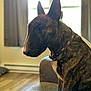 Malcolm joined the competition — help win amazing prizes! animal, brindle, brown, calm, collar, couch, curtains, dog, domestic, furniture, home, indoor, natural_light, pet, side_view, sitting, thoughtful, white_chest, window, wooden_floor