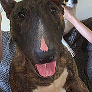 Malcolm joined the competition — help win amazing prizes! animal, blanket, brindle, brown, close_up, companion, couch, cowboy_hat, cute, dog, hand, happy, indoor, person, pet, playful, portrait, small_dog, tongue_out, white