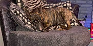 Malcolm joined the competition — help win amazing prizes! animal, brindle, chair, christmas_stocking, cozy, decor, dog, festive, gray_brick_wall, holiday_decor, indoor, living_room, patterned_pillows, pet, pillows, plush_furniture, relaxed, resting, string_lights, wooden_floor