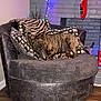 animal, brindle, chair, christmas_stocking, cozy, decor, dog, festive, gray_brick_wall, holiday_decor, indoor, living_room, patterned_pillows, pet, pillows, plush_furniture, relaxed, resting, string_lights, wooden_floor