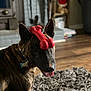Malcolm joined the competition — help win amazing prizes! animal, blurred_background, bone, brindle, carpet, cute, dog, ears_up, furniture, home, indoor, living_room, mammal, pet, pet_collar, pet_tag, playful, tongue_out, toy, wood_floor