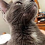 Storm joined the competition — help win amazing prizes! cat, gray_cat, whiskers, close_up, indoor, furniture, wooden_furniture, pet, animal, fur, curious, looking_up, portrait, domestic_cat, mammal, cute, feline, household, soft_light, relaxed