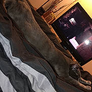 Storm is registered to the contest to win money with this photo: cat, sleeping, bed, blanket, striped_bedding, gray_cat, indoor, lamp, television, decor, plant, cozy, feline, resting, pets, home, relaxation, evening, animal, comfort