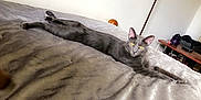 Storm joined the competition — help win amazing prizes! cat, gray_cat, bed, stretched_out, yellow_eyes, indoor, feline, pet, relaxed, fur, whiskers, ears, looking, animal, cozy, sleeping_area, furniture, resting, domestic_cat, cute
