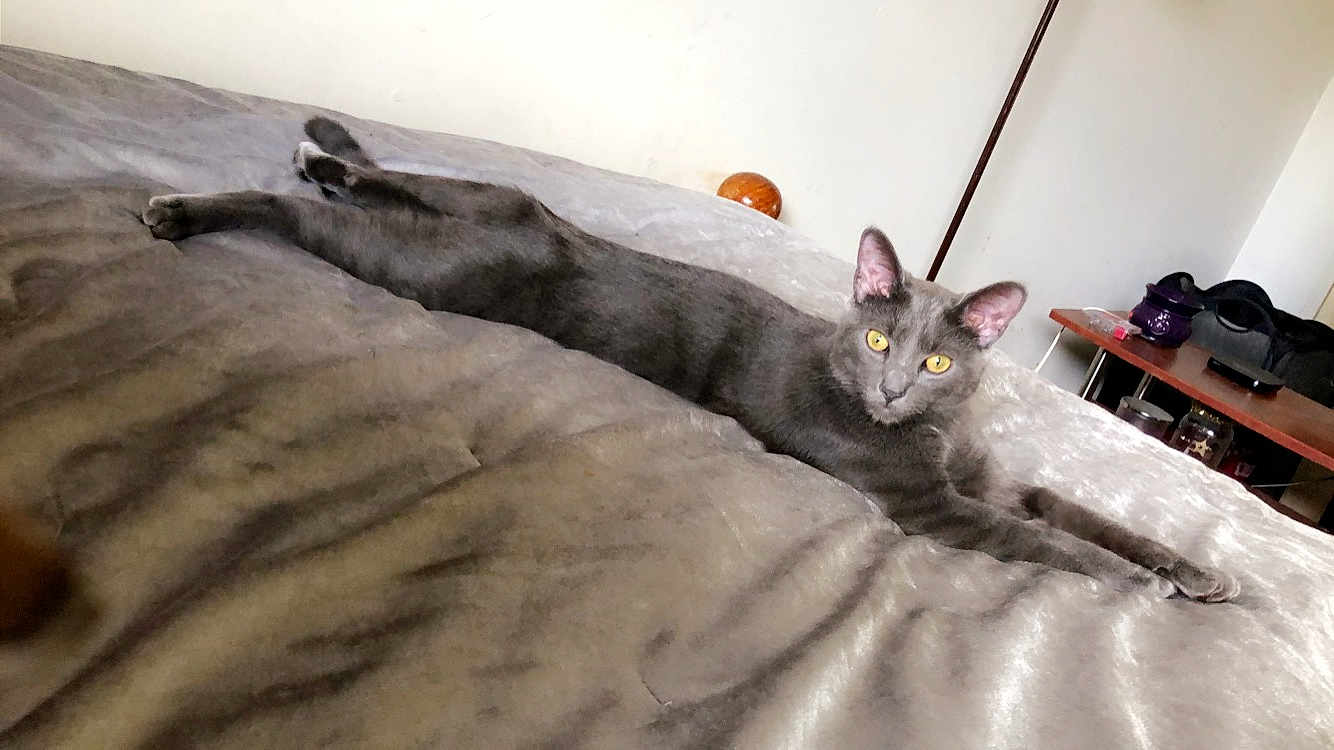Storm joined the competition — help win amazing prizes! cat, gray_cat, bed, stretched_out, yellow_eyes, indoor, feline, pet, relaxed, fur, whiskers, ears, looking, animal, cozy, sleeping_area, furniture, resting, domestic_cat, cute