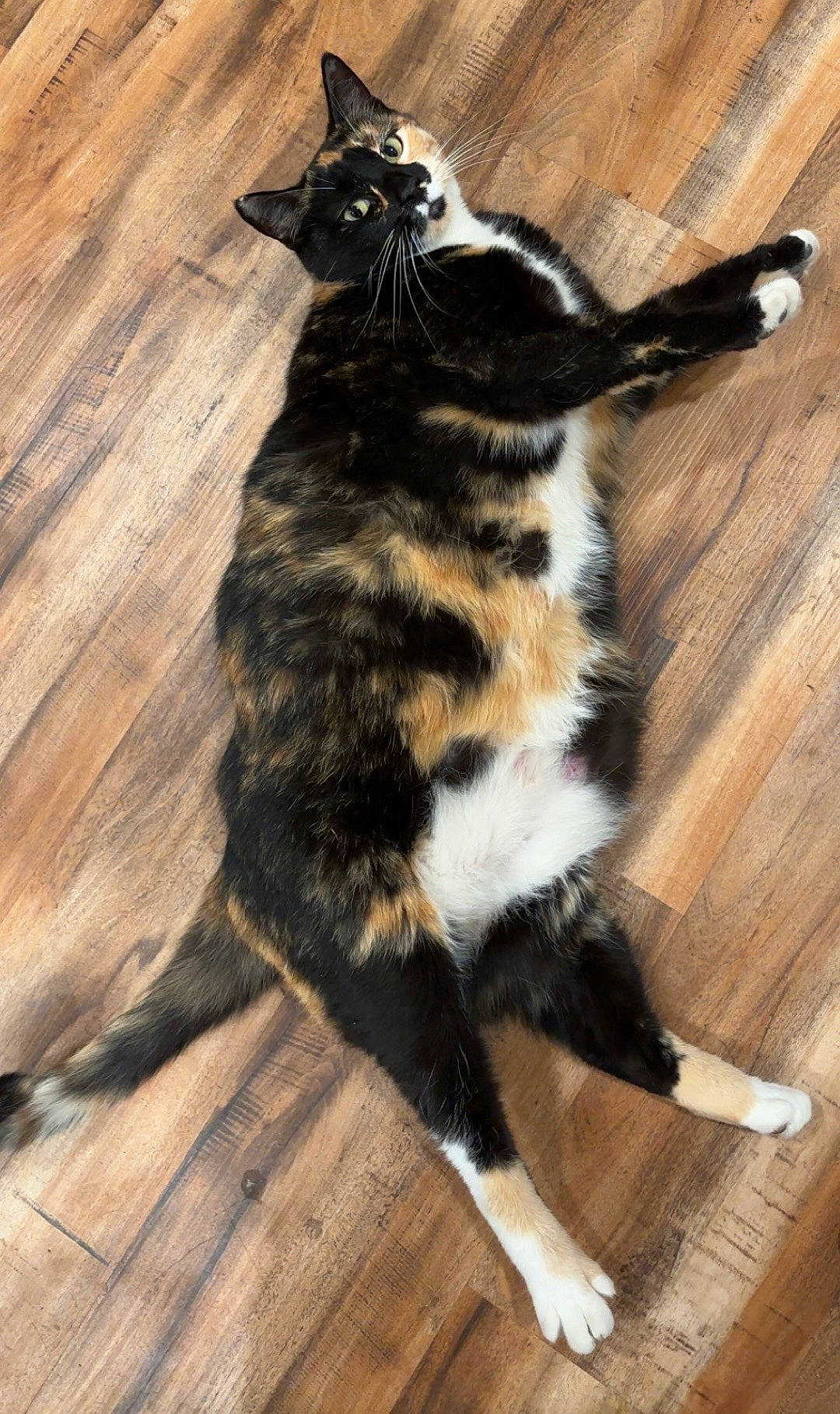 Nova is registered to the contest to win money with this photo: animal, calico, cat, curious, cute, domestic_animal, feline, floor, fur, house_pet, indoor, looking, lying_down, mammal, paws, pet, relaxed, stretching, whiskers, wooden_floor