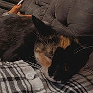 Nova joined the competition — help win amazing prizes! cat, calico_cat, plaid_shirt, person, couch, indoor, relaxing, sleeping_cat, cozy, close_up, fur, whiskers, button, fabric, domestic_animal, resting, home, comfort, pet, animal
