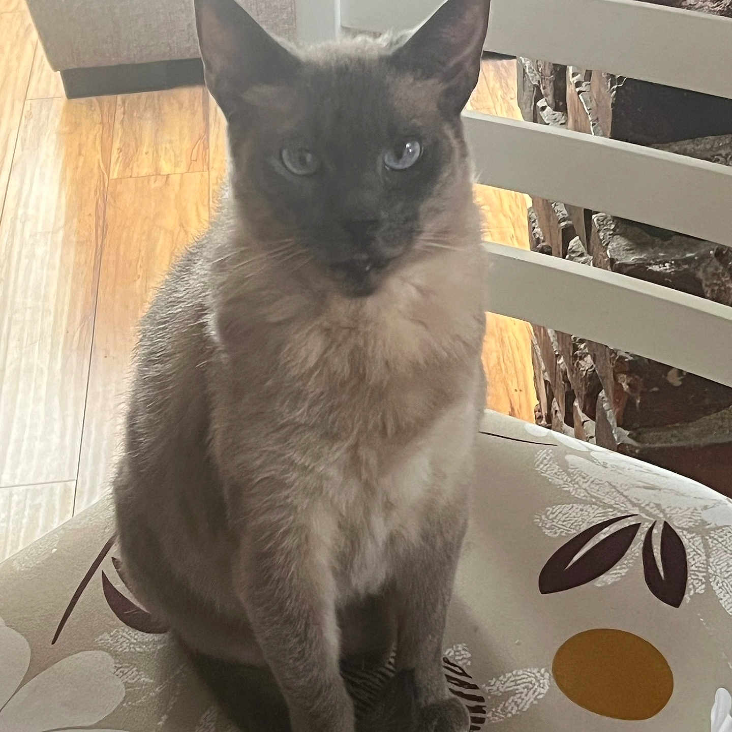 Gus joined the competition — help win amazing prizes! animal, cat, kitten, person, pet, siamese