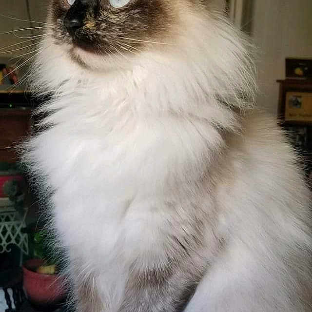 Precious joined the competition — help win amazing prizes! blue_eyes, calm, cat, clock, close_up, couch, curious, domestic, feline, fluffy, furniture, household, indoor, long_hair, mammal, pet, portrait, sitting, television, whiskers