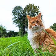 Patou a rejoint le concours — aidez-le/la à gagner de superbes lots ! cat, orange_cat, fluffy_cat, grass, greenery, outdoor, nature, tree, animal, pet, feline, portrait, serious_expression, field, close_up, daylight, whiskers, ears, wildlife, mammal