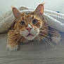 Patou participe au concours pour gagner de l'argent avec cette photo : cat, orange_tabby, whiskers, blanket, cozy, pet, fur, cute, indoor, curious, closeup, animal, face, ears, pink_nose, resting, home, soft, feline, comfort
