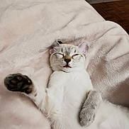 Yummi participe au concours pour gagner de l'argent avec cette photo : cat, sleeping, paw, feline, pet, fur, blanket, cozy, indoor, relaxed, cute, whiskers, resting, soft, animal, mammal, peaceful, closeup, domestic_cat, snuggled