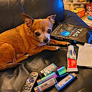 Chico joined the competition — help win amazing prizes! dog, chihuahua, small_dog, pet, animal, portrait, indoors, leather_couch, sitting, lying_down, brown_fur, pointed_ears, dark_eyes, living_room, remote_control, medicine, household_items, clutter, close_up, photography