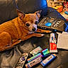 dog, chihuahua, small_dog, pet, animal, portrait, indoors, leather_couch, sitting, lying_down, brown_fur, pointed_ears, dark_eyes, living_room, remote_control, medicine, household_items, clutter, close_up, photography