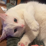 Atticus joined the competition — help win amazing prizes! cat, white_cat, pet, paw, toe_beans, human_hand, tattoo, blanket, cozy, pink_nose, green_eyes, close_up, indoor, relaxed, feline, domestic_animal, fur, touching, cuddly, blanket_ridges