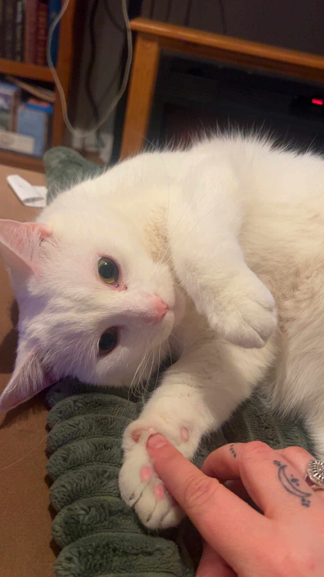 Atticus joined the competition — help win amazing prizes! cat, white_cat, pet, paw, toe_beans, human_hand, tattoo, blanket, cozy, pink_nose, green_eyes, close_up, indoor, relaxed, feline, domestic_animal, fur, touching, cuddly, blanket_ridges