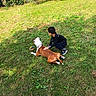 child, dog, grass, outdoors, park, pet, animal, brown_dog, white_dog, kneeling, playing, ball, sports_ball, friendship, nature, lawn, sunlight, casual_clothing, sneakers, backyard