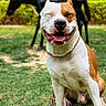 dog, pit_bull, smiling, happy, sitting, outdoors, grass, garden, backyard, rope_leash, collar, chain_collar, brown_and_white, short_hair, muscular, portrait, pet, animal, chair, greenery