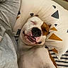Ghost is registered to the contest to win money with this photo: dog, bulldog, pet, sleeping, lying_down, back, smiling, funny, face, nose, open_mouth, bed, pillow, blanket, bedding, indoor, bedroom, relaxed, white_fur, brown_patches
