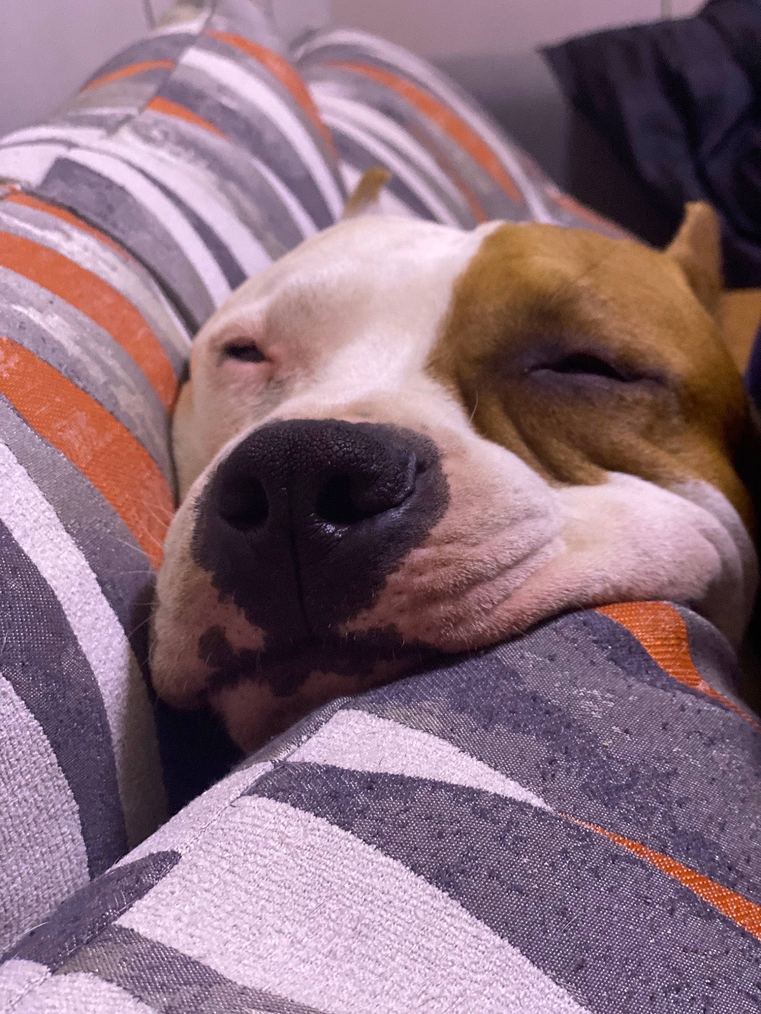 Ghost joined the competition — help win amazing prizes! canidae, carnivore, collar, comfort, companion_dog, dog, dog_breed, dog_supply, fawn, fur, guard_dog, linens, nap, non_sporting_group, paw, sleep, sporting_group, street_dog, whiskers, working_animal