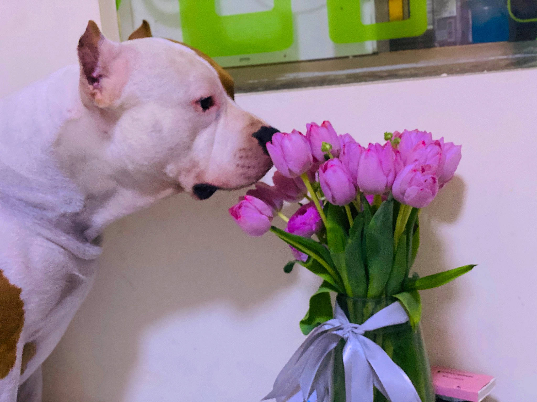 Ghost is registered to the contest to win money with this photo: annual_plant, carnivore, companion_dog, creative_arts, cut_flowers, dog, dog_breed, fawn, flower, flower_arranging, flowering_plant, green, houseplant, magenta, petal, plant, shipping_box, terrestrial_animal, terrestrial_plant, white