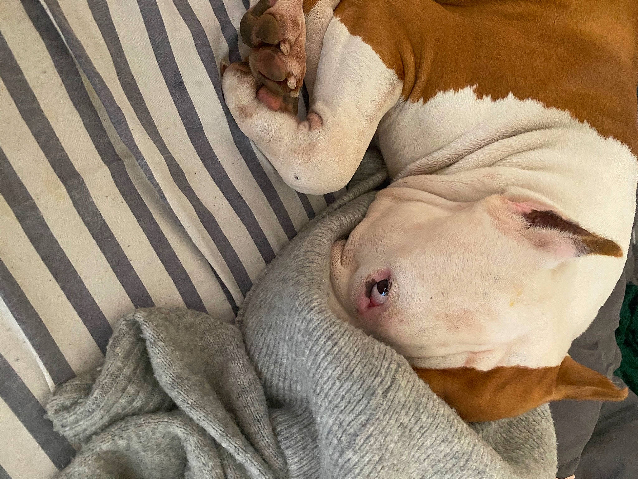 Ghost is registered to the contest to win money with this photo: canidae, carnivore, comfort, companion_dog, couch, dog, dog_breed, ear, fawn, felidae, fur, linens, paw, snout, sporting_group, stuffed_toy, tail, whiskers, working_animal, wrinkle