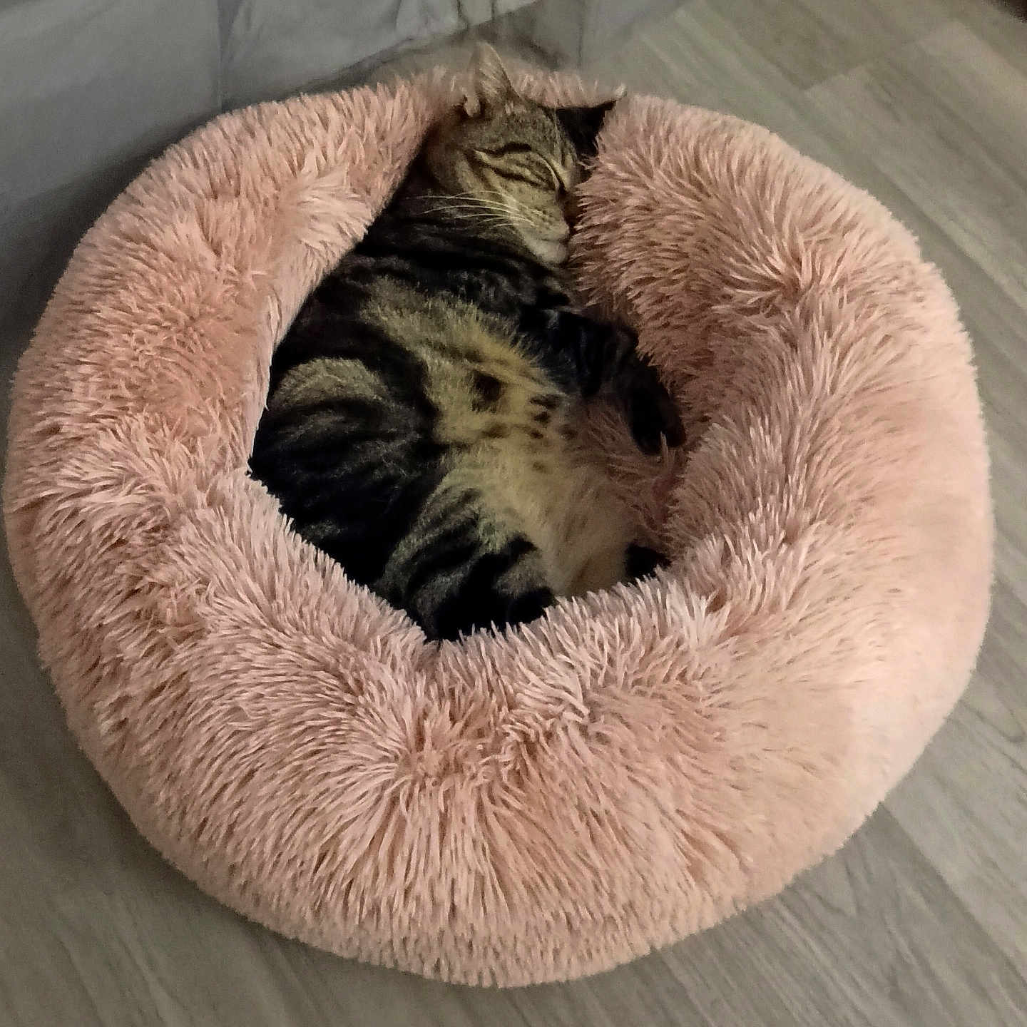 Danzo participe au concours pour gagner de l'argent avec cette photo : animal, bed, cat, comfort, cozy, cute, domestic, floor, fluffy, fur, indoor, mammal, peaceful, pet, pink, quiet, relaxing, resting, sleeping, tabby
