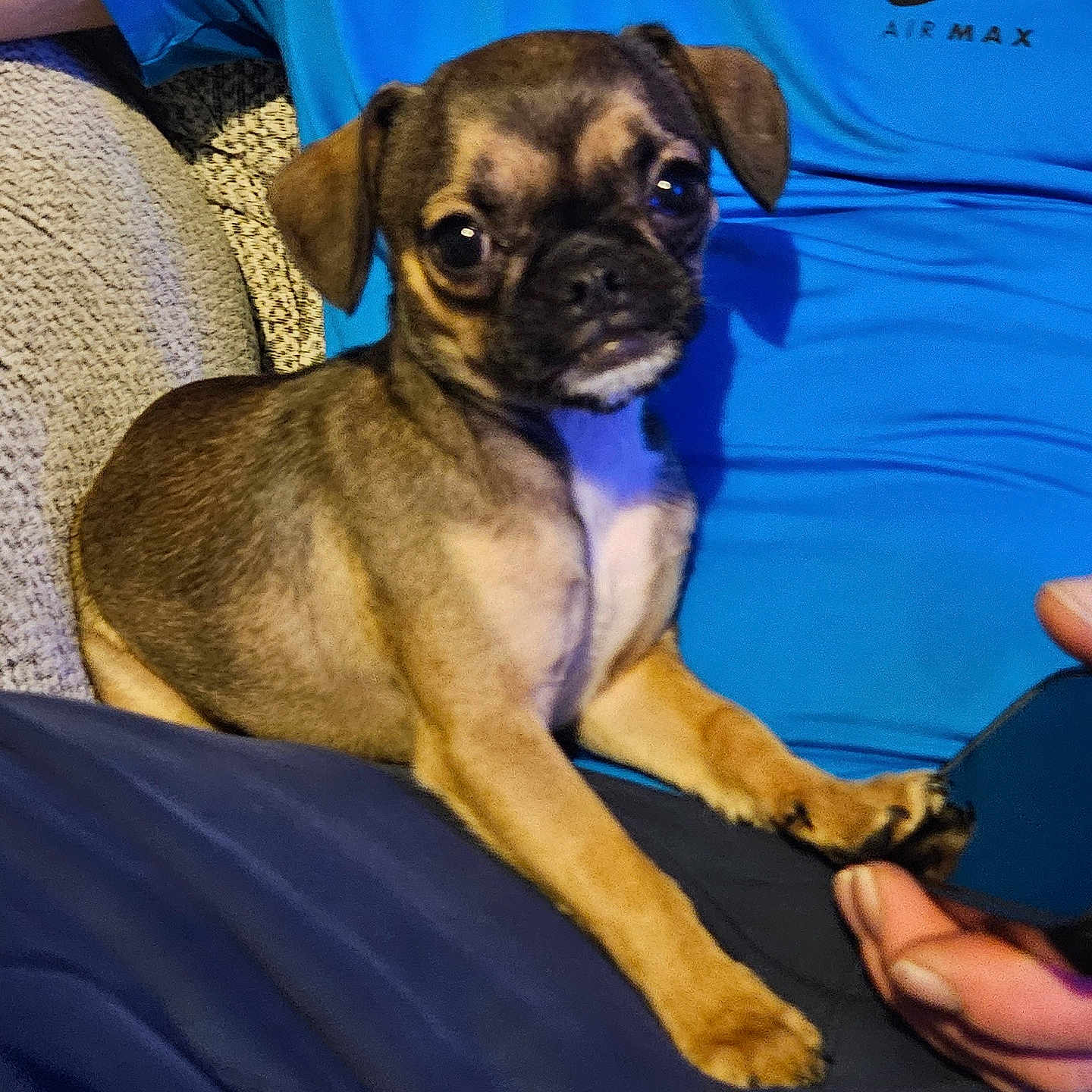 Nellie is registered to the contest to win money with this photo: air_max, black_fur, blue_shirt, brown_fur, casual, close_up, couch, cozy, dog, hand, indoor, lap, looking_at_camera, nike, person, pet, portrait, puppy, relaxing, small_dog