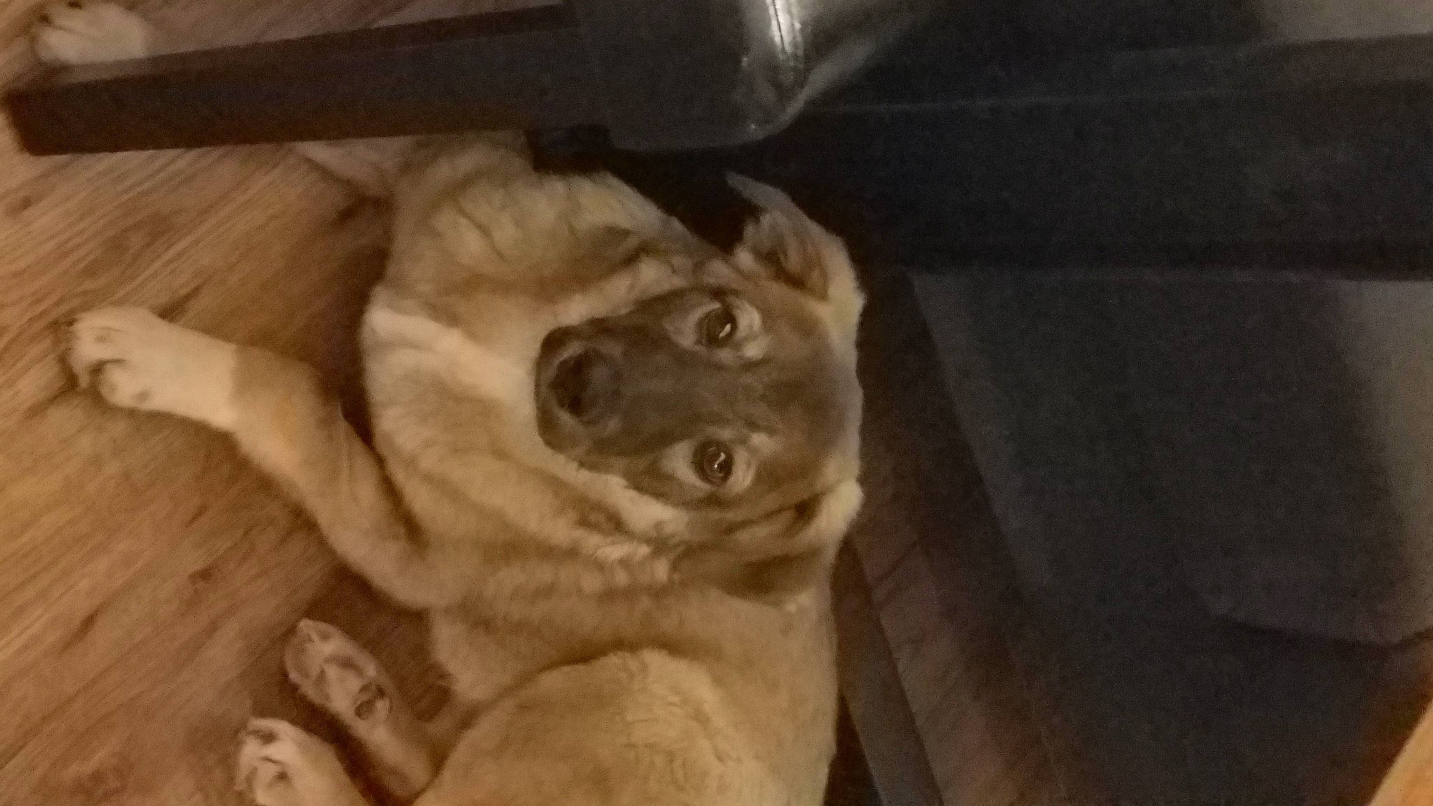 Jack a rejoint le concours — aidez-le/la à gagner de superbes lots ! canidae, carnivore, companion_dog, dog, dog_breed, fawn, flooring, fur, hardwood, non_sporting_group, paw, pug, puppy, sporting_group, tail, whiskers, wood, working_animal, wrinkle