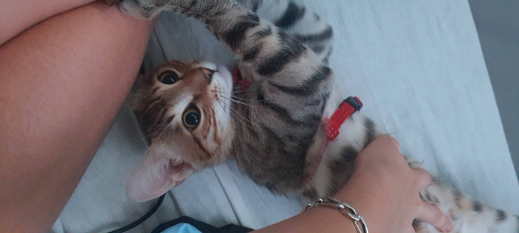 Tanjiro participe au concours pour gagner de l'argent avec cette photo : canidae, carnivore, cat, claw, close_up, comfort, domestic_short_haired_cat, fawn, felidae, finger, fur, gesture, jewellery, nail, paw, selfie, small_to_medium_sized_cats, snout, tail, whiskers