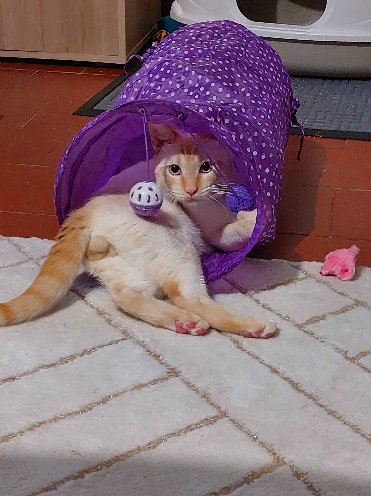 Shoto a rejoint le concours — aidez-le/la à gagner de superbes lots ! cap, carnivore, comfort, companion_dog, dog_breed, doll, fawn, felidae, floor, flooring, fur, hat, pink, plush, purple, small_to_medium_sized_cats, stuffed_toy, tail, toy, whiskers