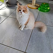 Auguste a rejoint le concours — aidez-le/la à gagner de superbes lots ! animal, ball, cat, cat_toy, cream_color, curious, feline, floor, fluffy_cat, green_toy, home, indoor, pet, pet_accessory, plant, potted_plant, scratching_post, sitting, tiled_floor, white_color
