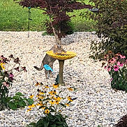 Rollie Pollie joined the competition — help win amazing prizes! animal, backyard, birdbath, cat, curious_cat, daylight, flower_bed, flowers, garden, gray_cat, greenery, nature, outdoor, pebbles, plants, shrub, summer, tree, wildlife, yellow_birdbath