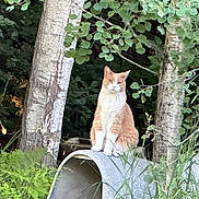 Simba is registered to the contest to win money with this photo: cat, orange_cat, white_cat, animal, pet, nature, trees, birch_trees, greenery, plants, ferns, grass, outdoor, wildlife, sitting, concrete_pipe, forest, serious, feline, mammal