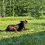 Duke joined the competition — help win amazing prizes! dog, grass, bone, outdoor, sunlight, trees, garden, brindle, pet, canine, nature, smiling, animal, backyard, relaxed, summer, greenery, leaves, metal_arch, playful