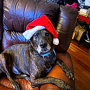 Duke joined the competition — help win amazing prizes! dog, brindle, santa_hat, chair, leather, pet, indoor, animal, canine, relaxed, holiday, christmas, brown, fur, collar, floor, wood, household, shelf, comfort