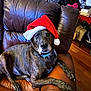 dog, brindle, santa_hat, chair, leather, pet, indoor, animal, canine, relaxed, holiday, christmas, brown, fur, collar, floor, wood, household, shelf, comfort