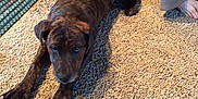 Duke is registered to the contest to win money with this photo: dog, puppy, carpet, indoor, living_room, furniture, sofa, foot, pants, brown, brindle, pet, animal, cozy, relaxed, stretching, home, floor, person, casual