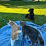 Duke is registered to the contest to win money with this photo: cat, dog, grass, outdoor, sunlight, blanket, pet, animal, nature, fur, greenery, playful, summer, relaxing, mammal, domestic, friendship, side_view, daytime, pets