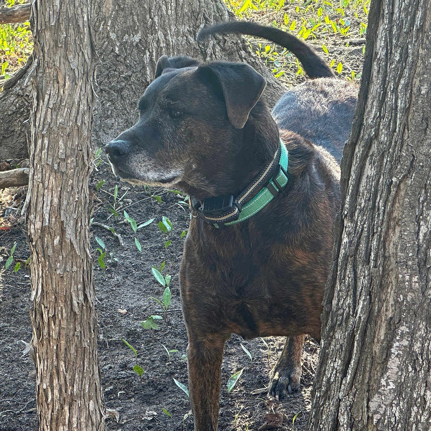 Duke is registered to the contest to win money with this photo: alert, animal, bark, brindle, canine, collar, daylight, dog, forest, greenery, leaves, nature, outdoor, pet, plants, soil, standing, sunlight, tree, woods