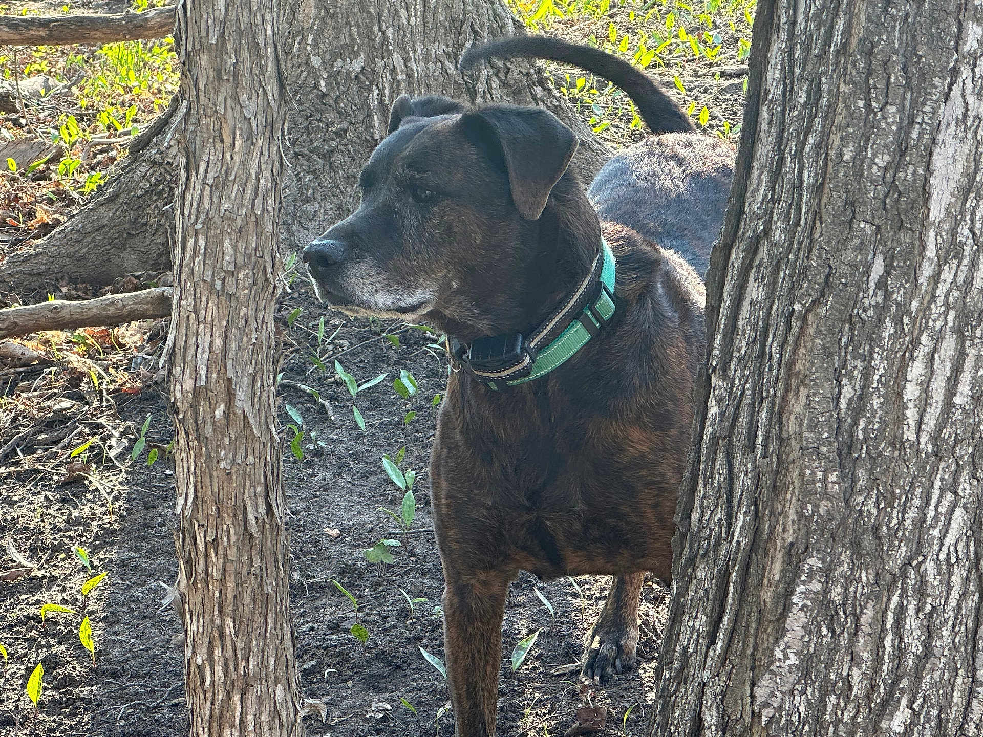 Duke is registered to the contest to win money with this photo: dog, brindle, collar, tree, forest, outdoor, nature, soil, plants, sunlight, canine, alert, animal, greenery, bark, standing, pet, daylight, woods, leaves