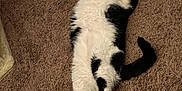 Lil Mo is registered to the contest to win money with this photo: cat, black_and_white, carpet, indoor, pet, feline, lying_down, wide_eyes, curled_paws, fluffy, cute, surprised, domestic_animal, animal, relaxed, cozy, fur, whiskers, tail, resting