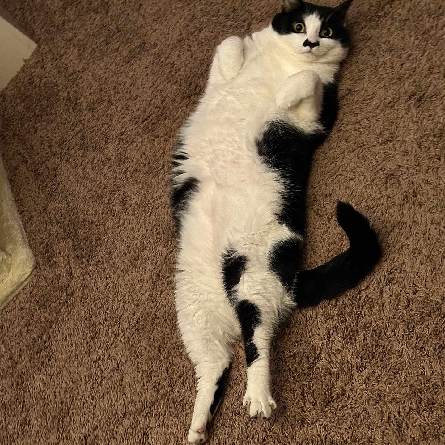 Lil Mo is registered to the contest to win money with this photo: animal, black_and_white, carpet, cat, cozy, curled_paws, cute, domestic_animal, feline, fluffy, fur, indoor, lying_down, pet, relaxed, resting, surprised, tail, whiskers, wide_eyes