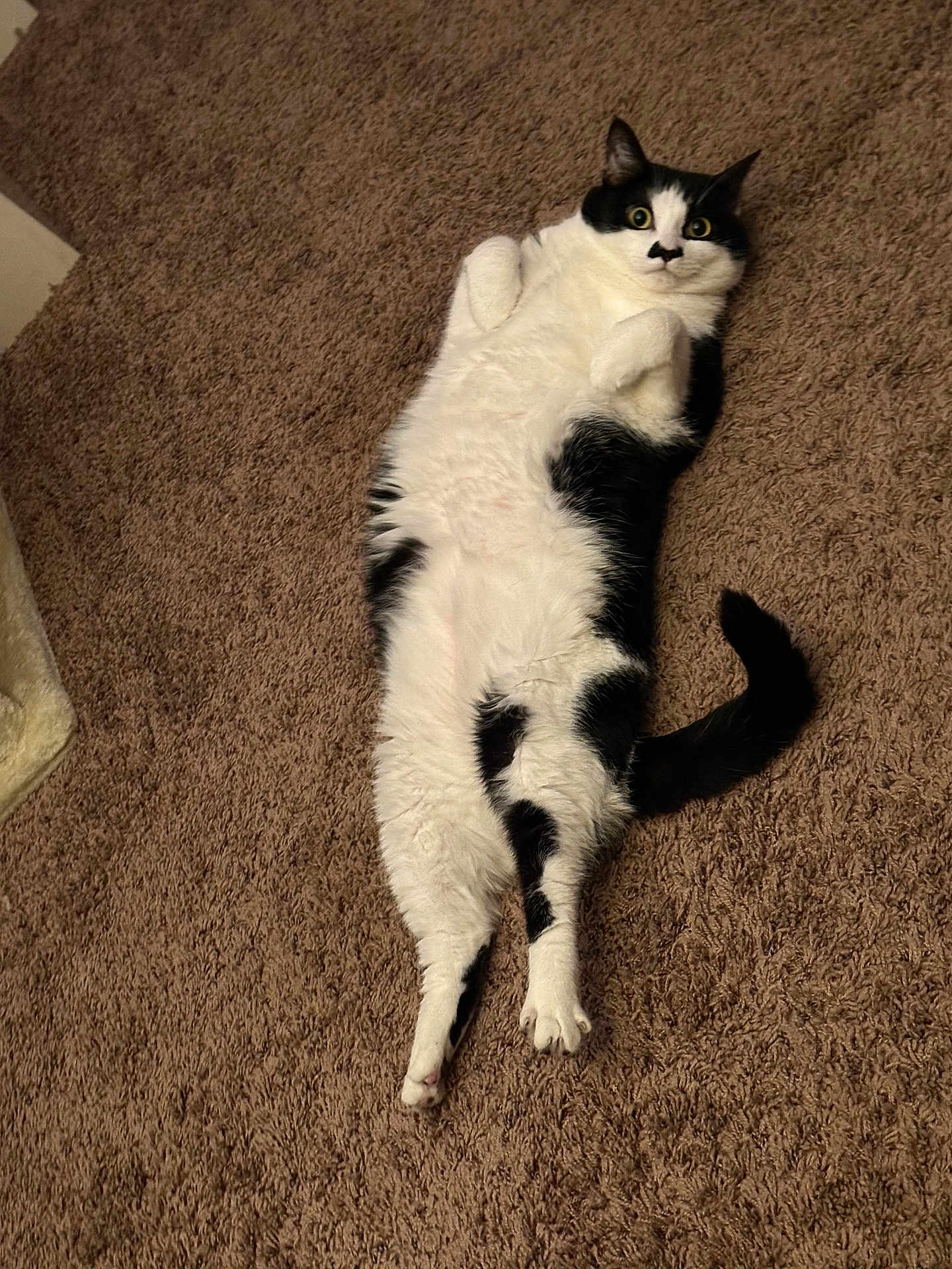 Lil Mo