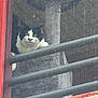 cat, black_and_white_cat, window, metal_bars, dusty_window, looking_out, animal, pet, feline, building, red_frame, glass, reflection, urban, curious, indoor, close_up, face, resting, daylight