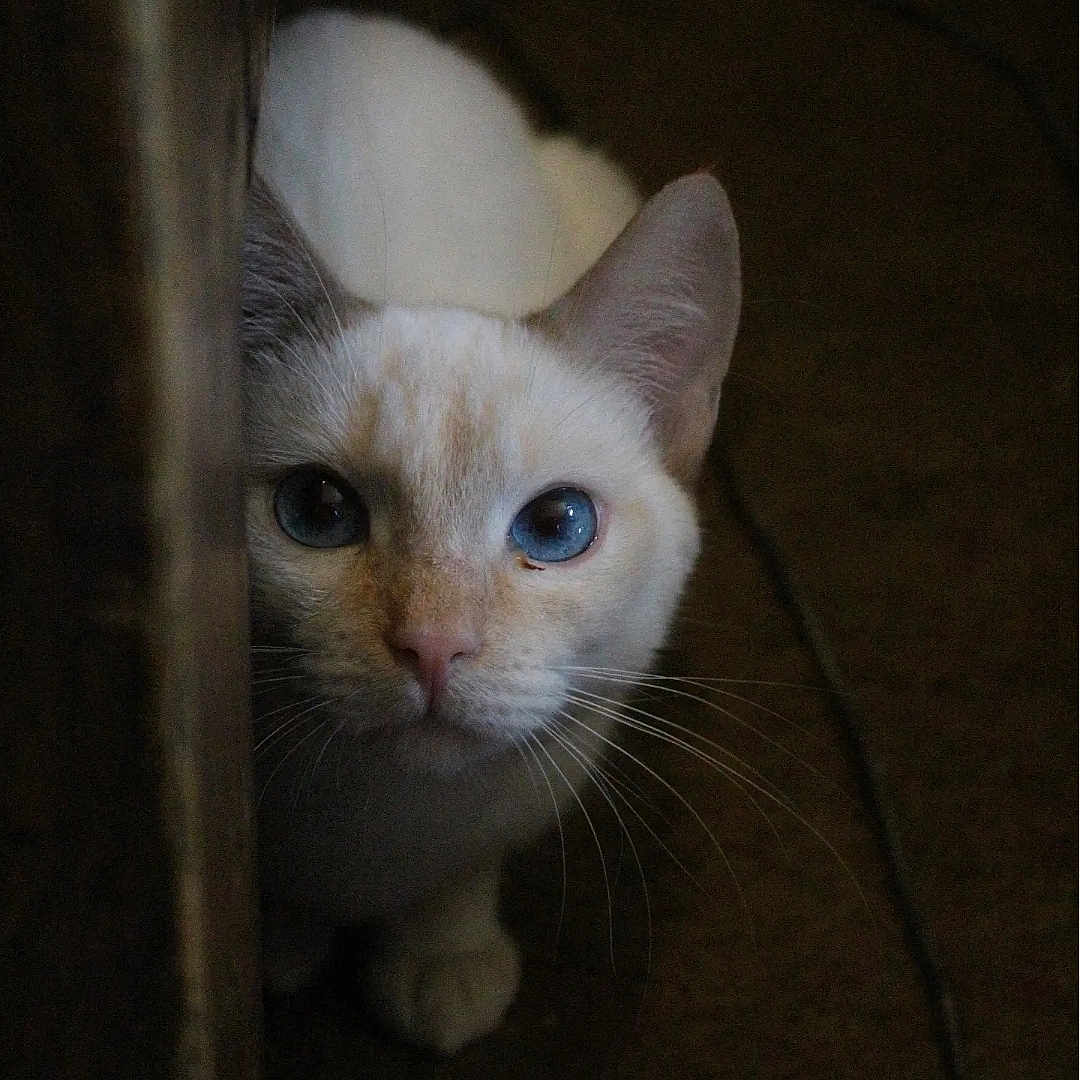 Twinkie is registered to the contest to win money with this photo: abyssinian, animal, cat, kitten, manx, pet, siamese